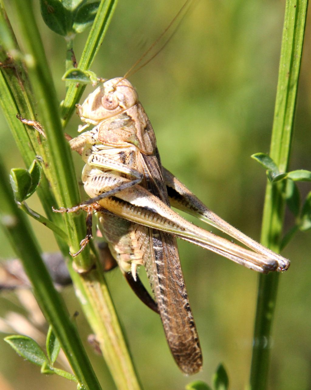 Tettigoniidae da identificare